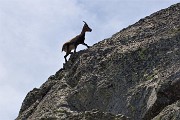 53 Sentinelle rampanti sulle rocce del Pizzo Paradiso